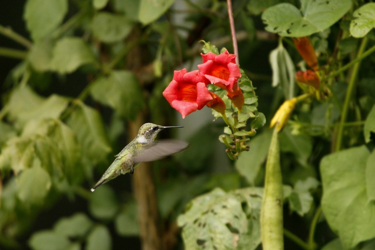 Ruby-throated Hummingbird - ML174918201