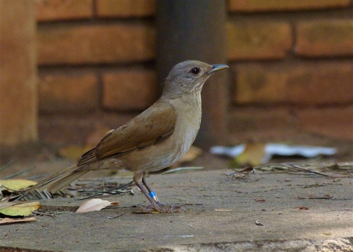 Pale-breasted Thrush - ML174918781