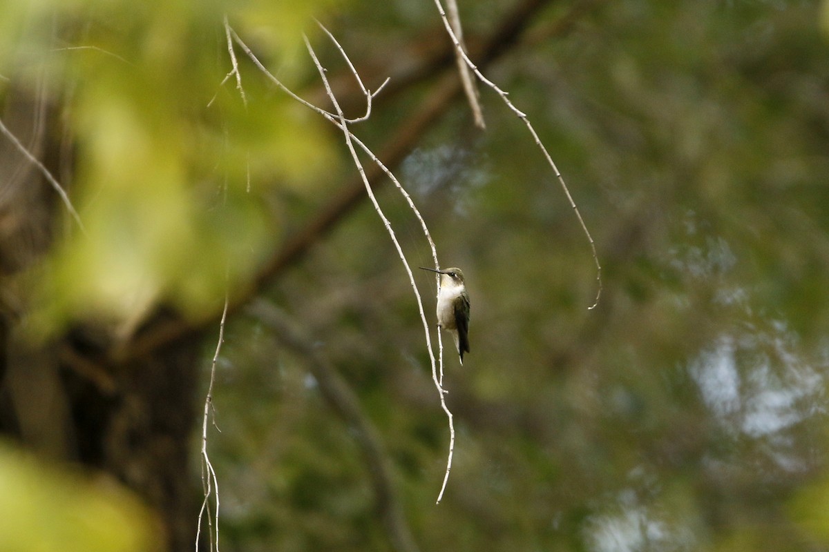 Ruby-throated Hummingbird - ML174919721