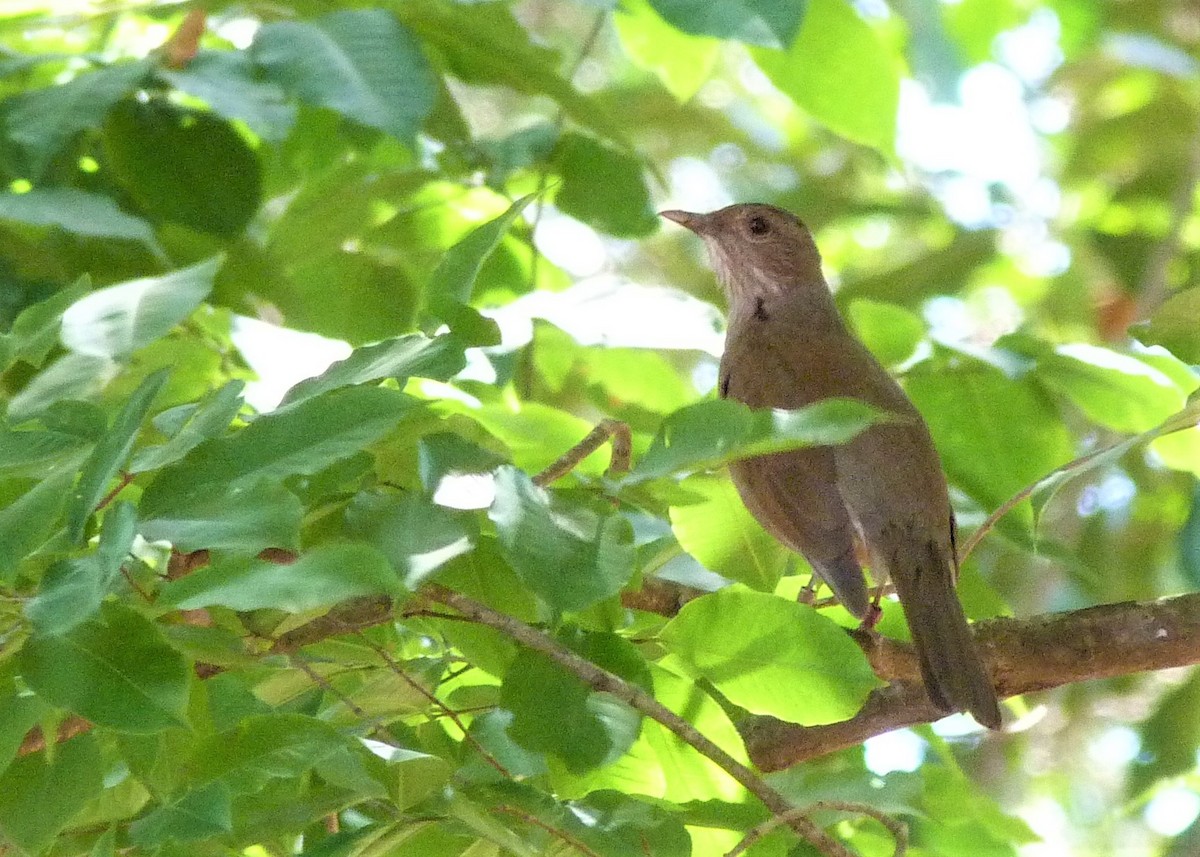 Pale-breasted Thrush - ML174920241