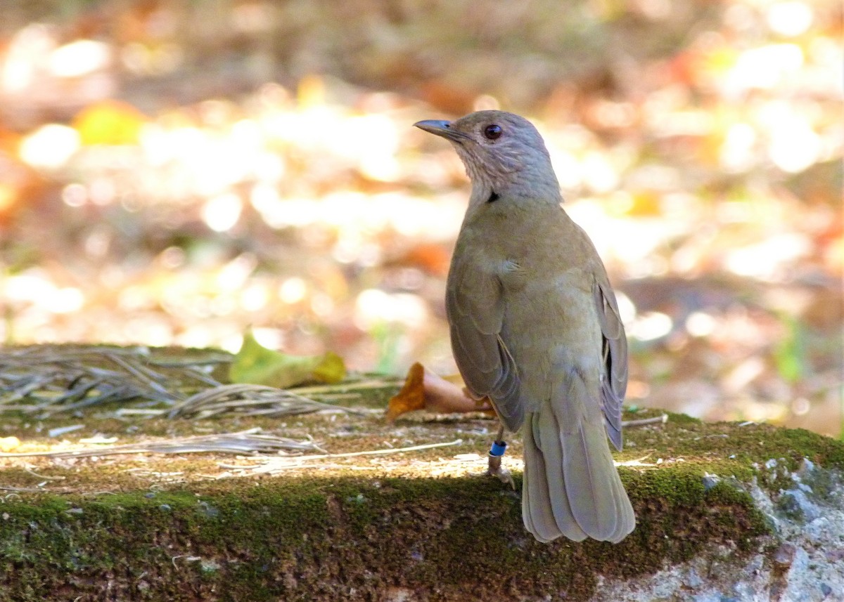Pale-breasted Thrush - ML174920261