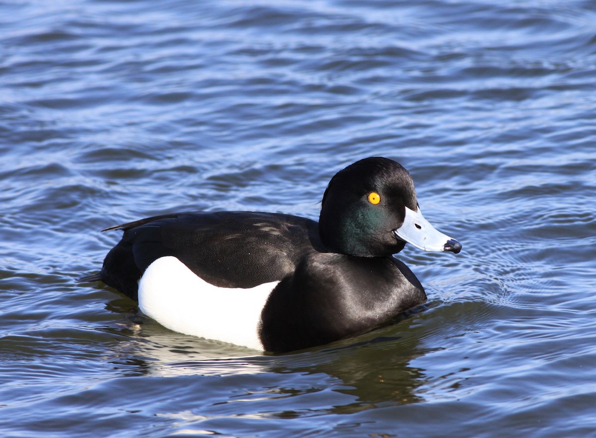 Tufted Duck - Gary Graves