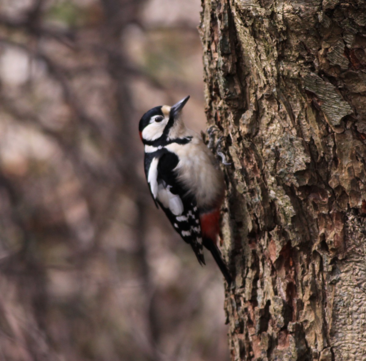Great Spotted Woodpecker - Gary Graves