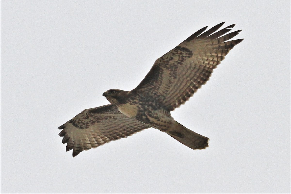 Red-tailed Hawk - ML174921661