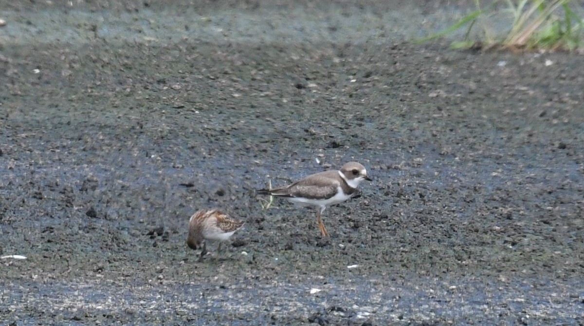 Semipalmated Plover - ML174927051