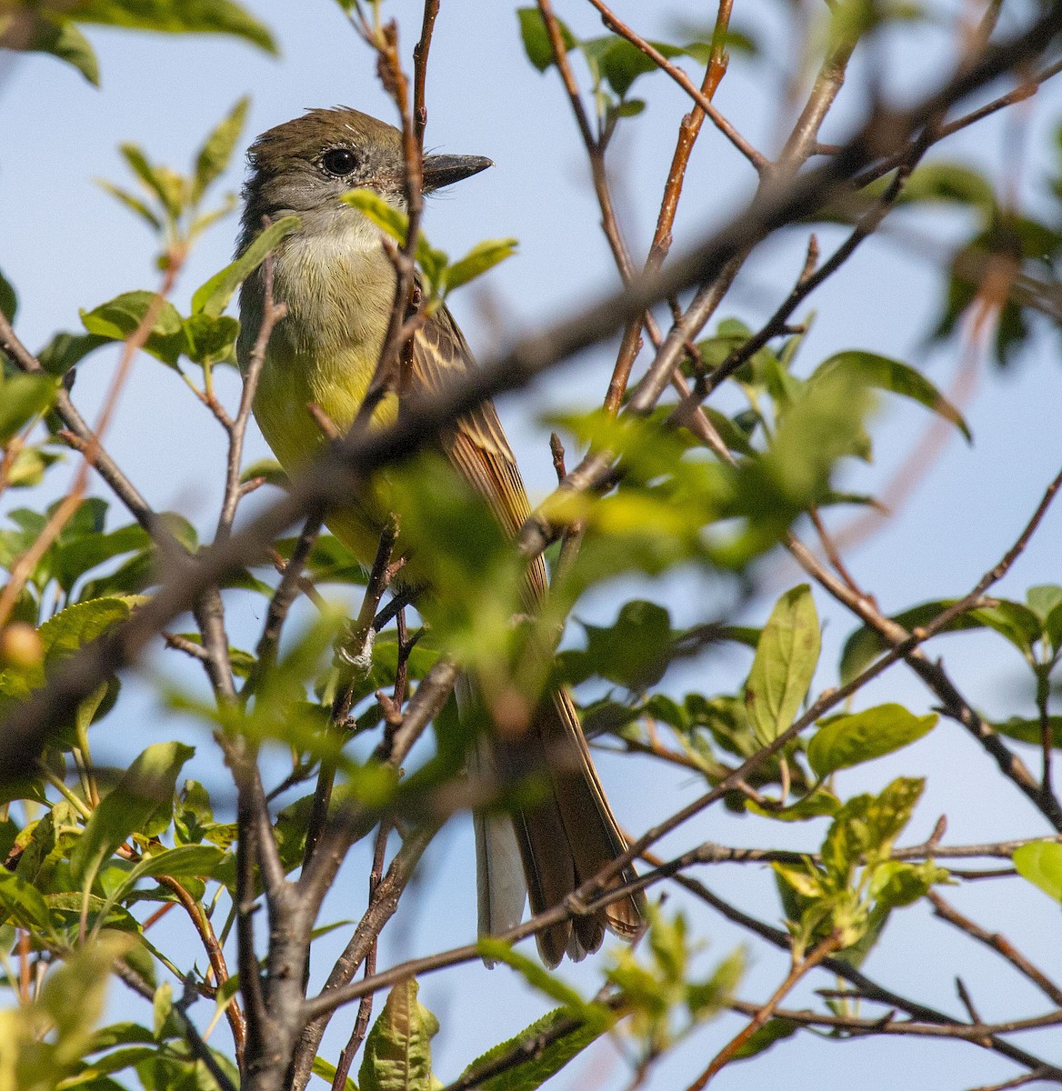 Great Crested Flycatcher - ML174932651