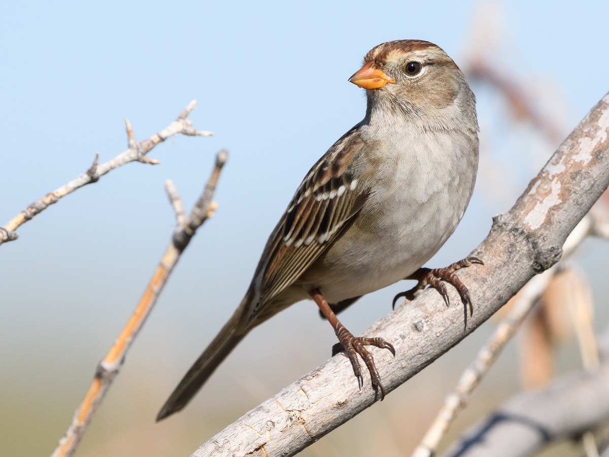 White-crowned Sparrow - Darren Clark