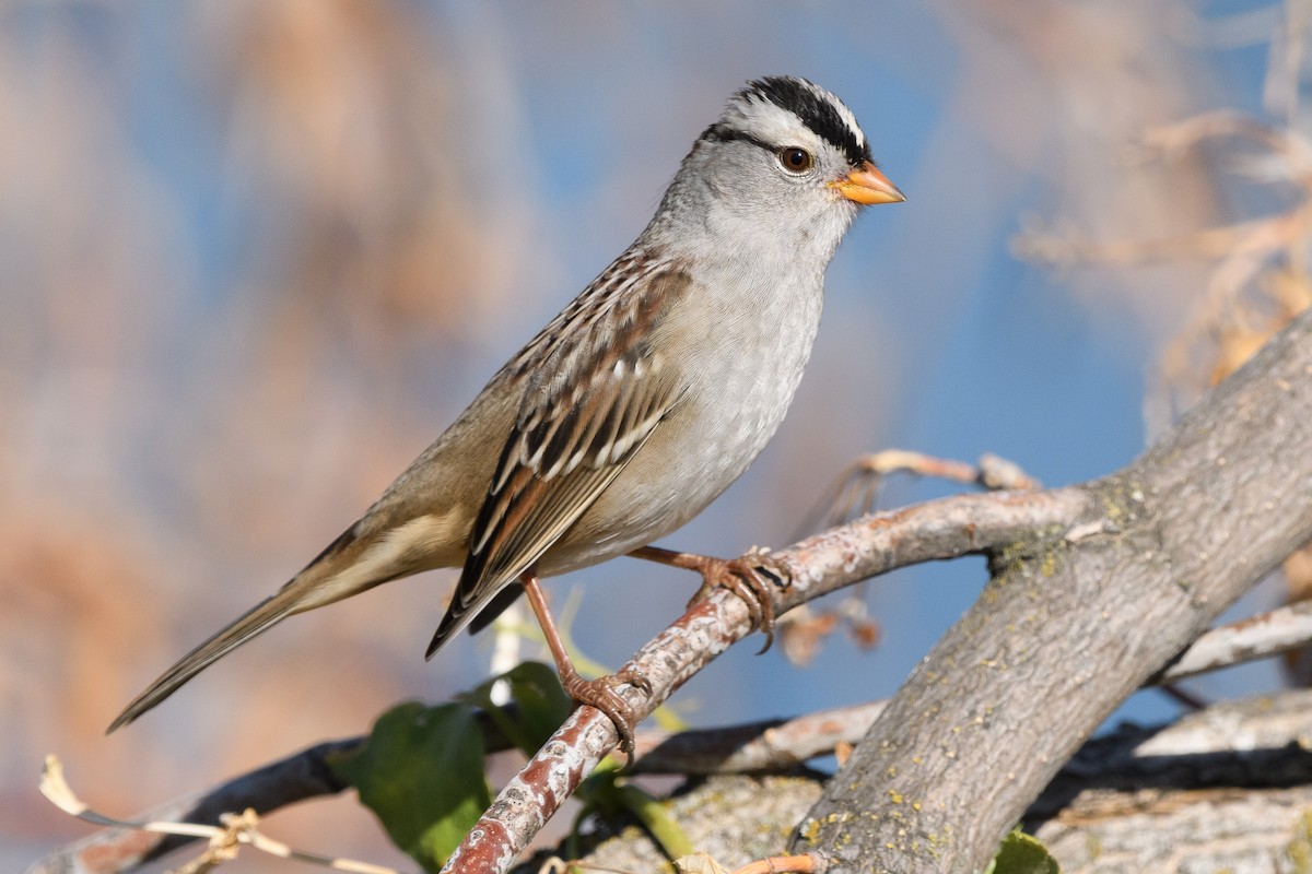 White-crowned Sparrow - ML174936251