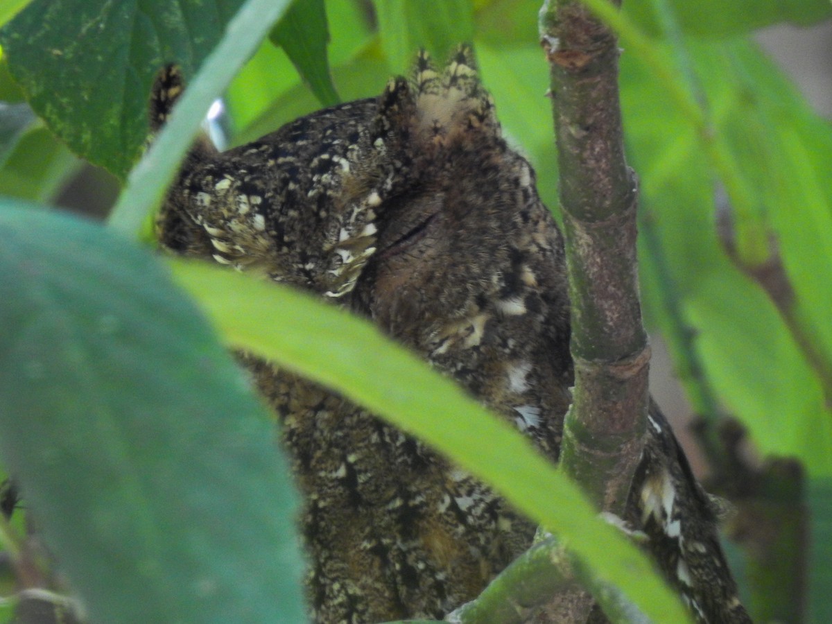 Sulawesi Scops-Owl - ML174938811