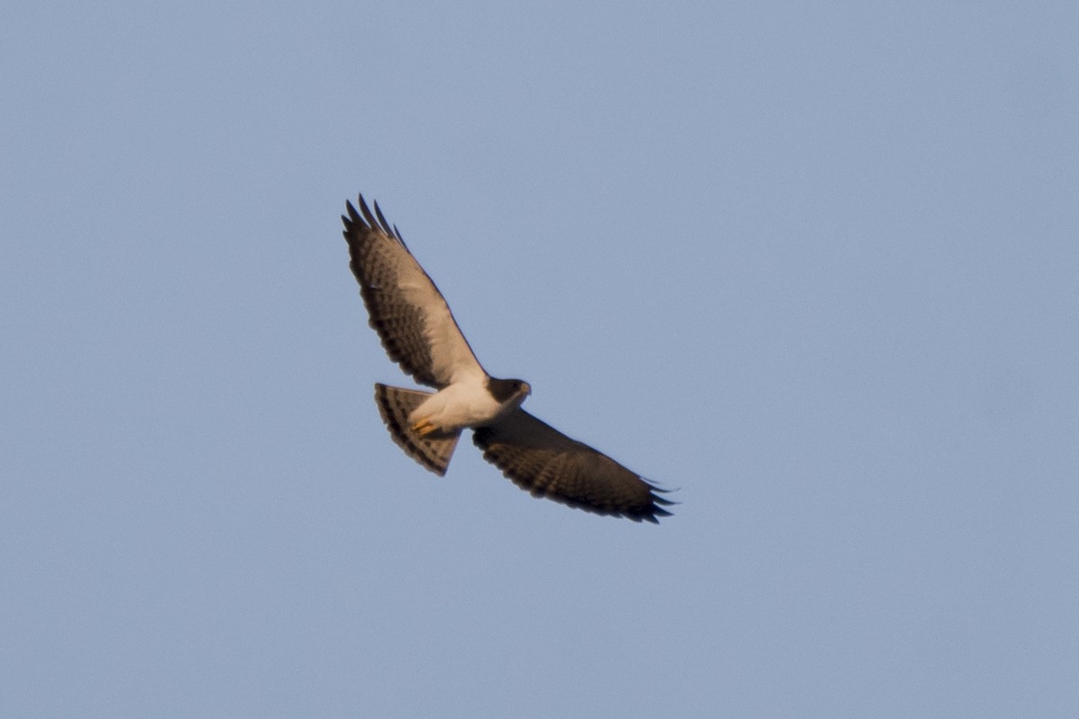 Short-tailed Hawk - ML174939721