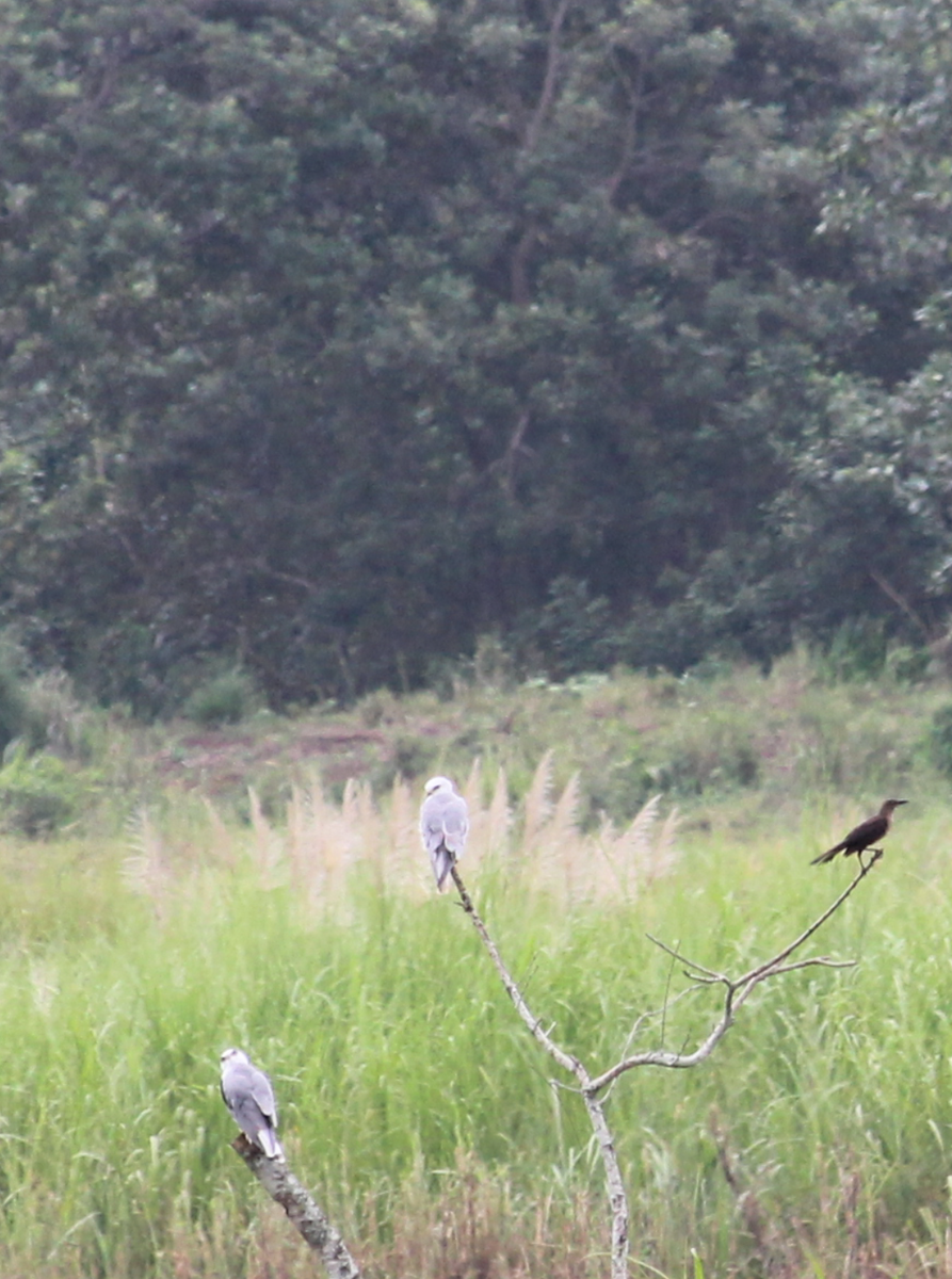 White-tailed Kite - Paul 🐈🔭🦜 Rodríguez @elpuma