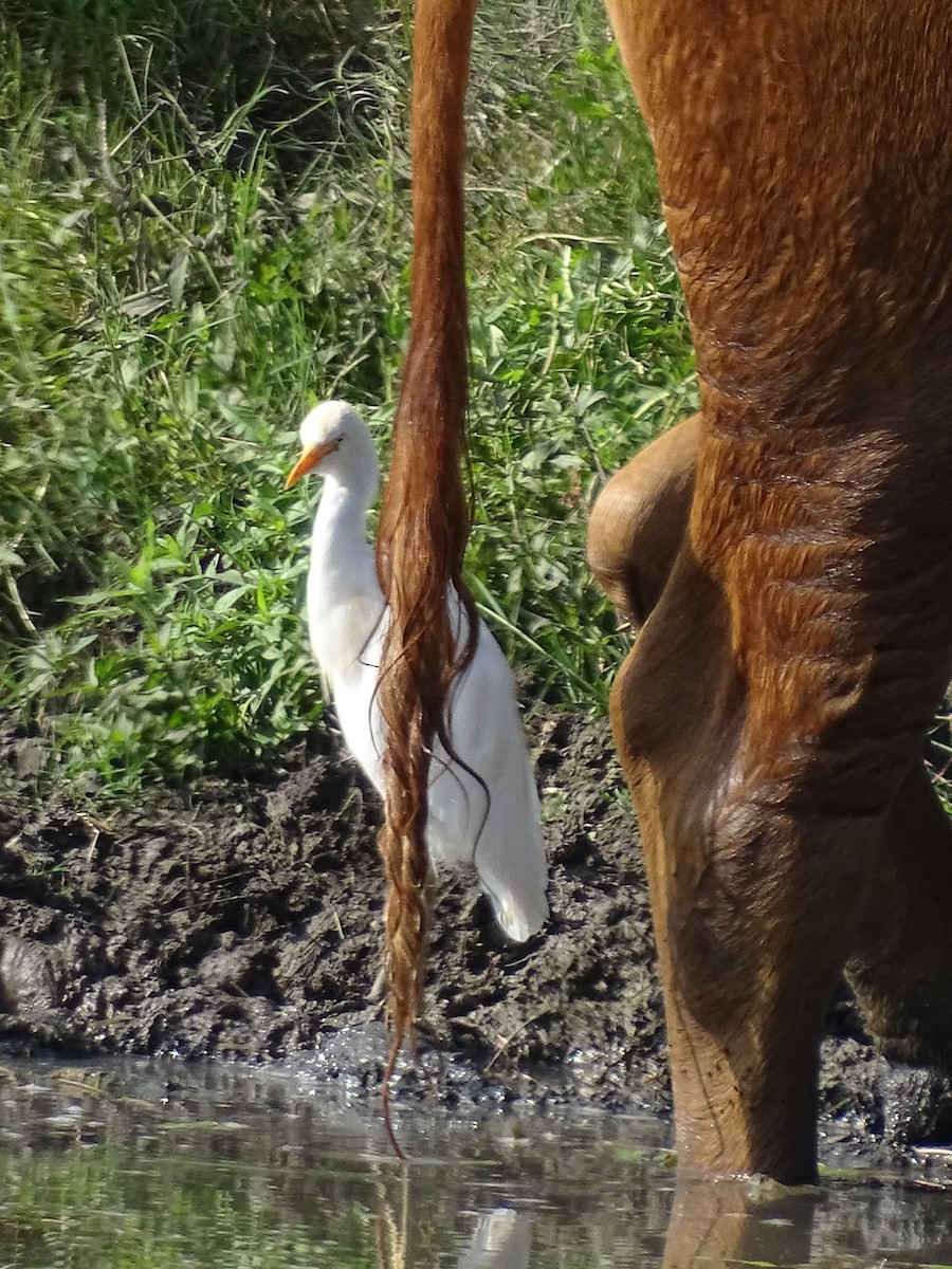 Western Cattle Egret - Susan Andres