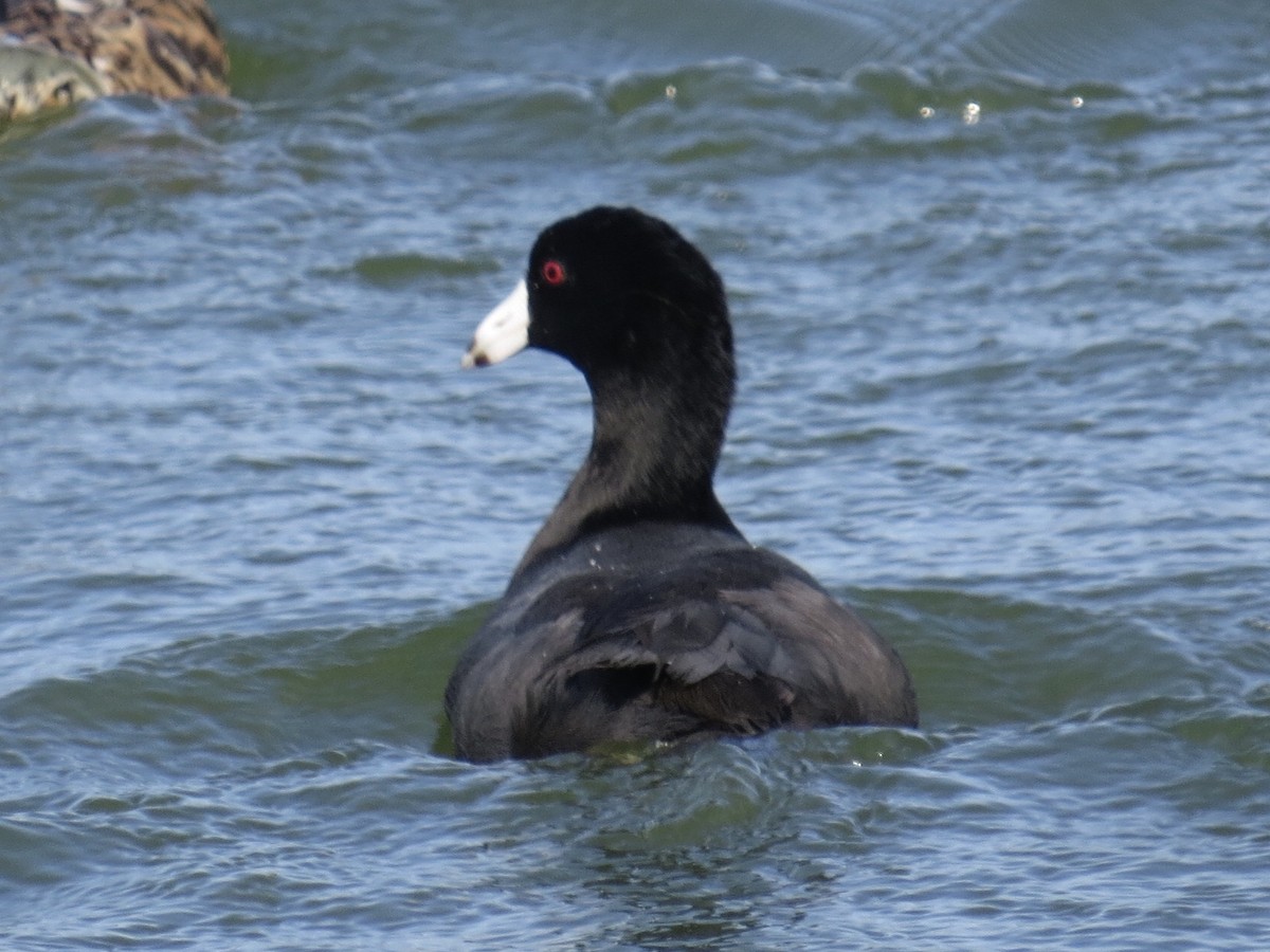 American Coot - Andrew Bell