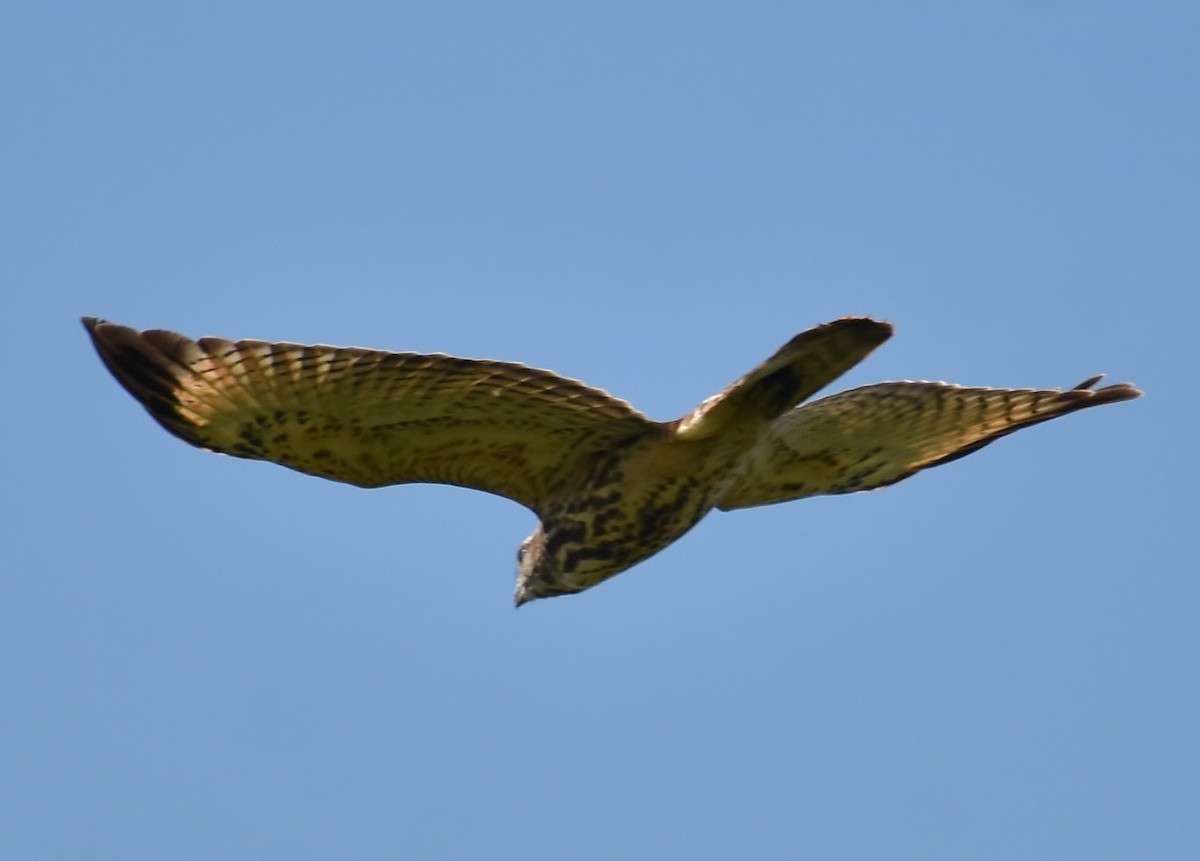 Broad-winged Hawk - Don Carbaugh