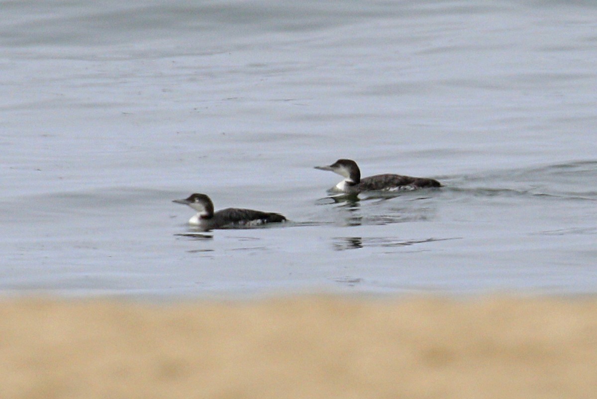 Common Loon - Donna Pomeroy
