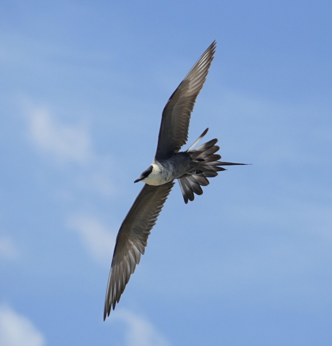 Long-tailed Jaeger - Wendy McCrady
