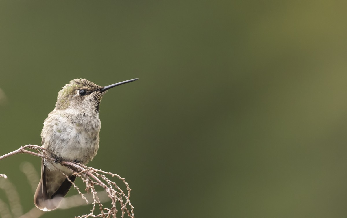 Anna's Hummingbird - Charl Stafleu