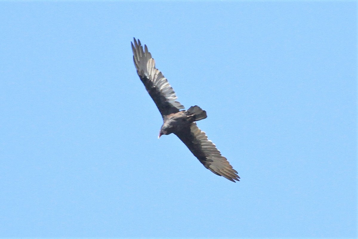 Turkey Vulture - Kent Forward
