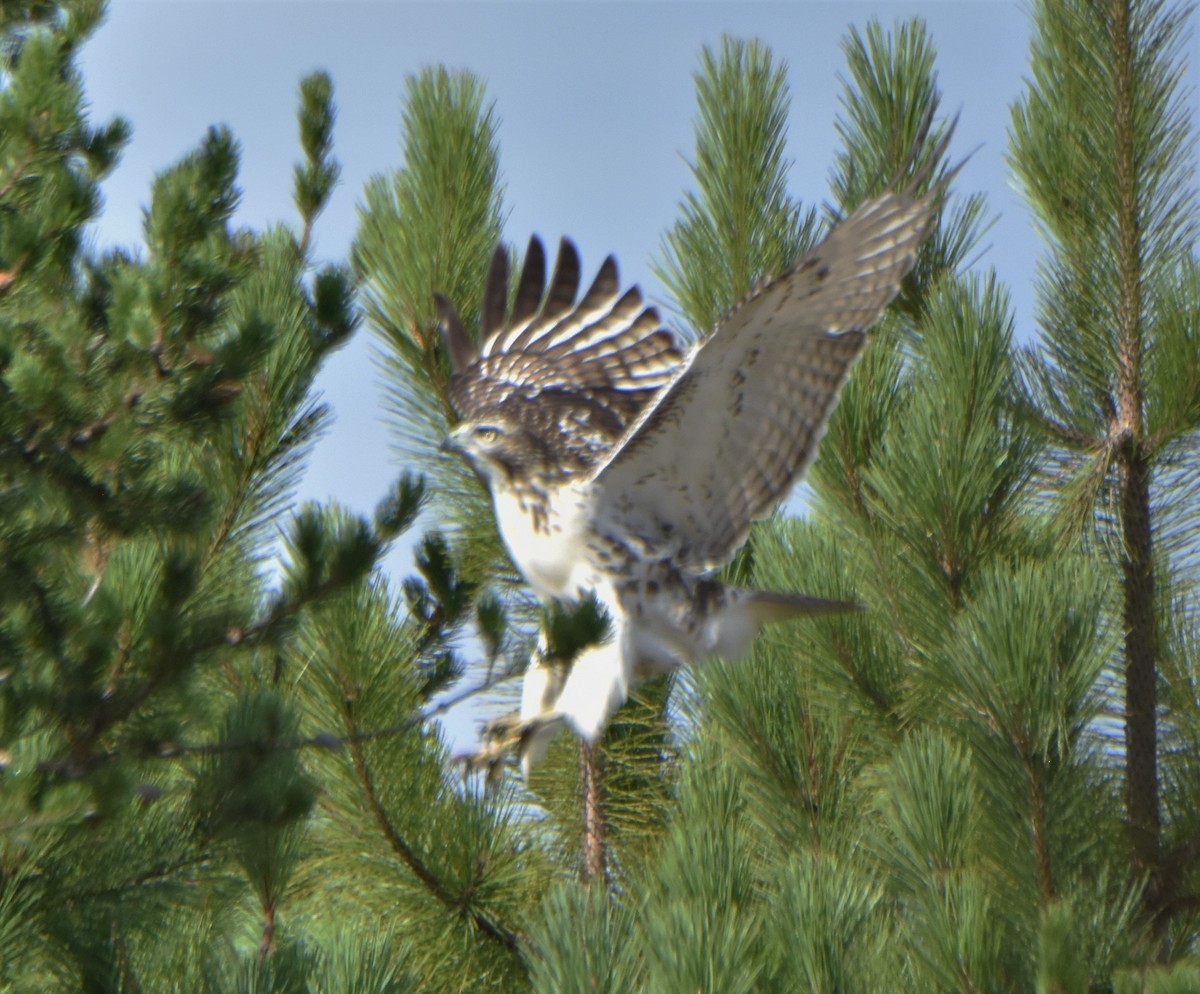 Red-tailed Hawk - ML174974851