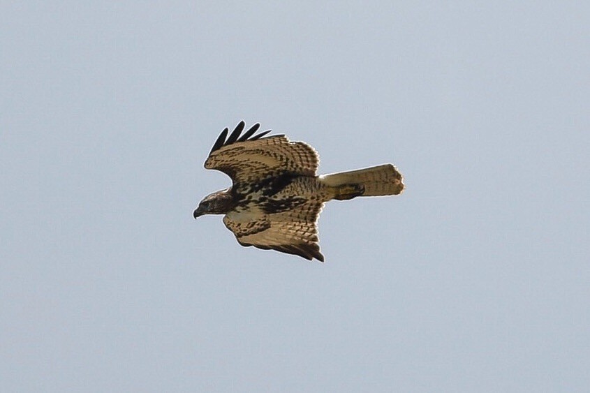 Red-tailed Hawk - ML174983771