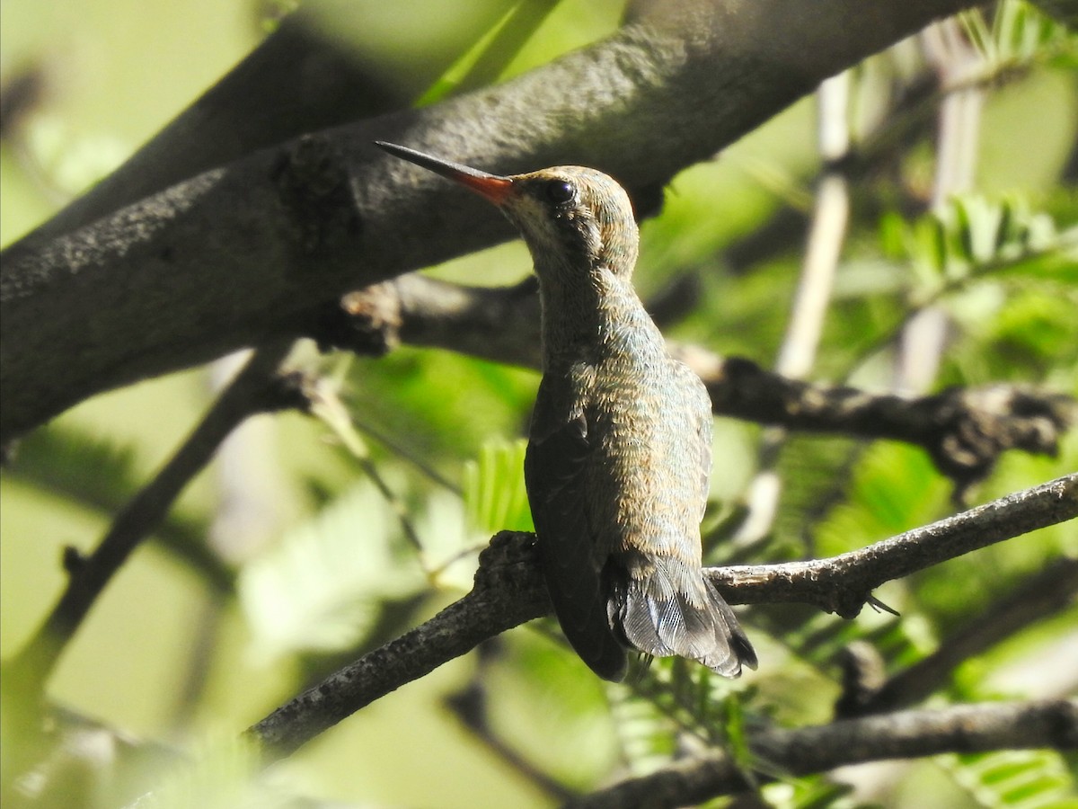 Broad-billed Hummingbird - Joel Gilb