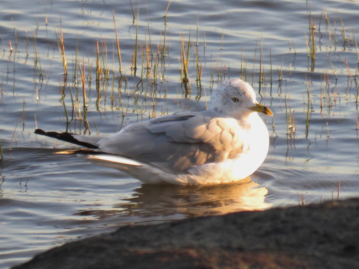 Ring-billed Gull - Patricia Lalonde