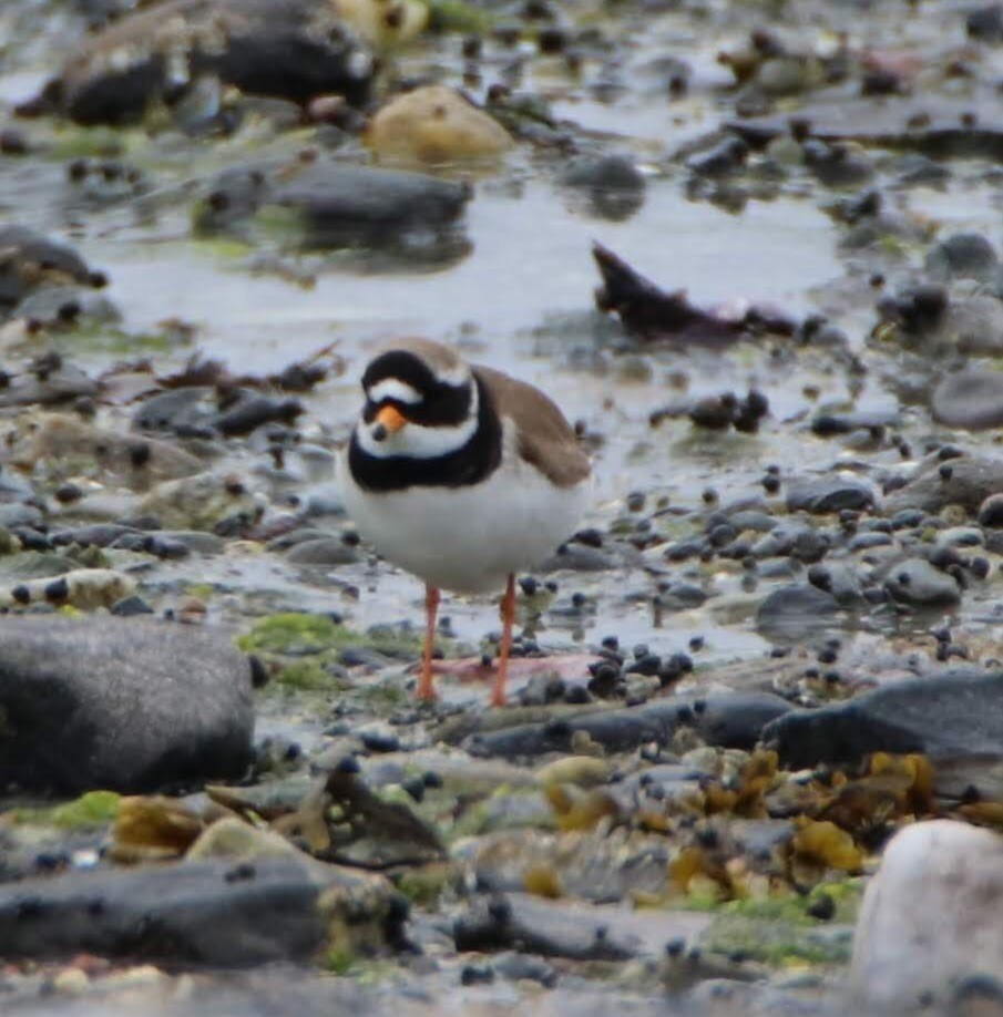 Common Ringed Plover - ML174994081