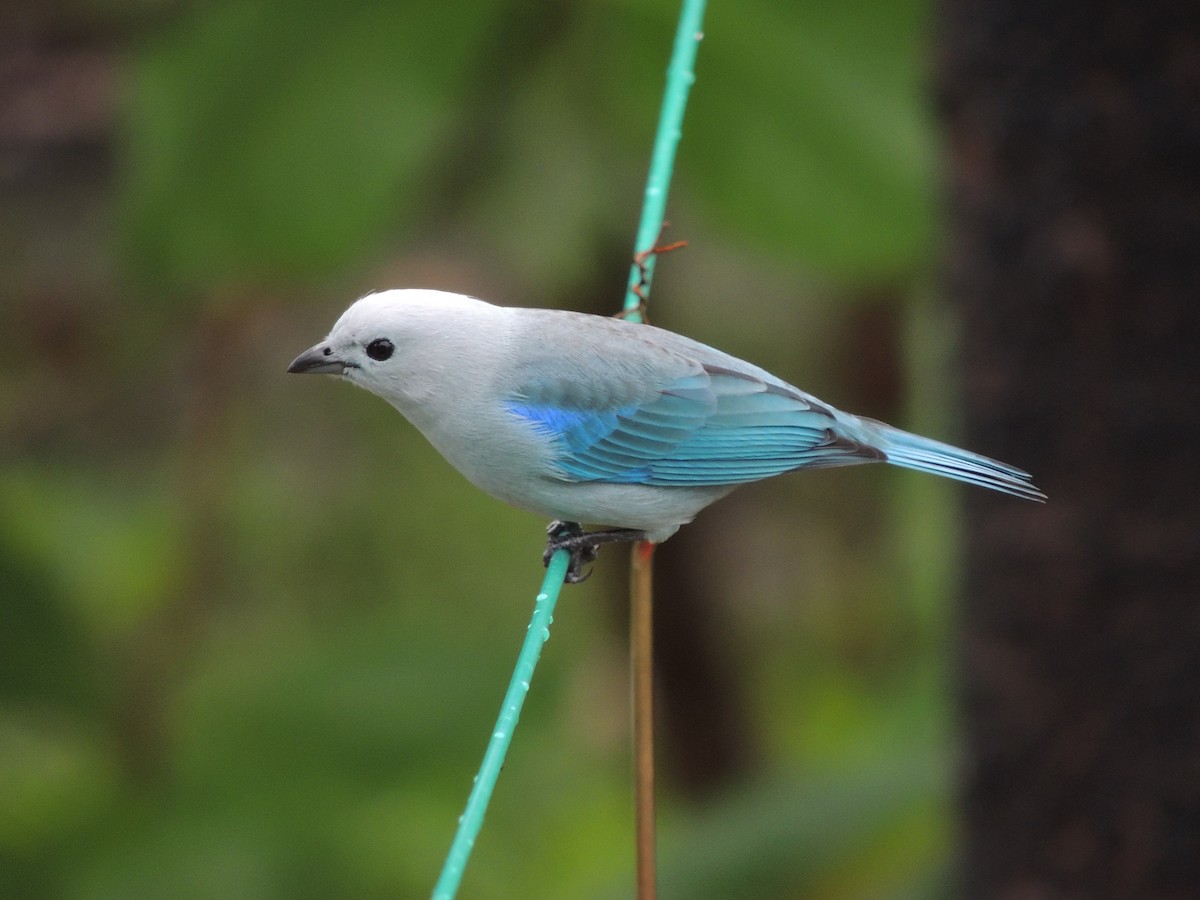 Blue-gray Tanager - ML174994131