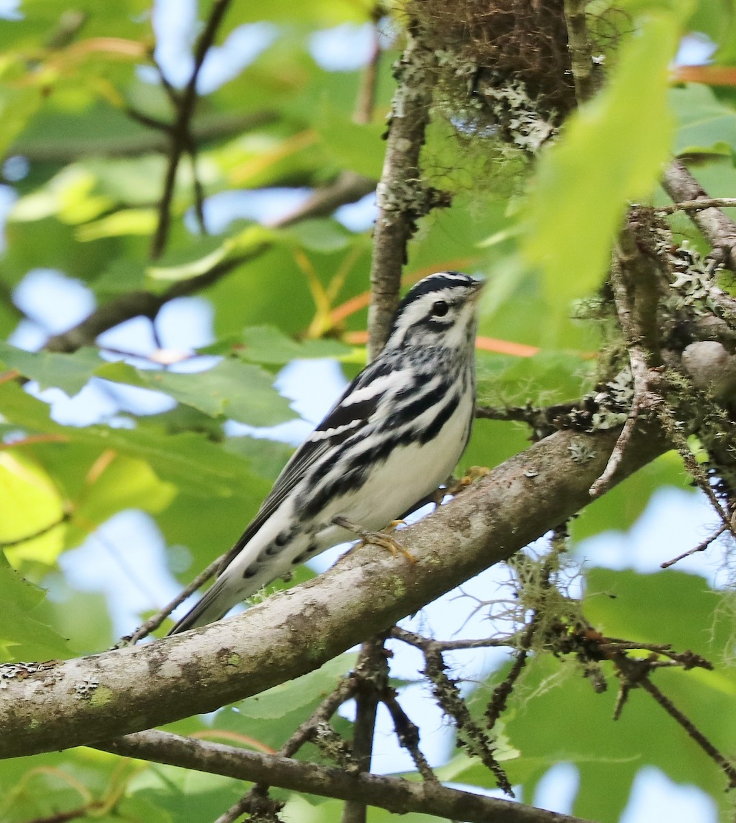 Black-and-white Warbler - ML174995351
