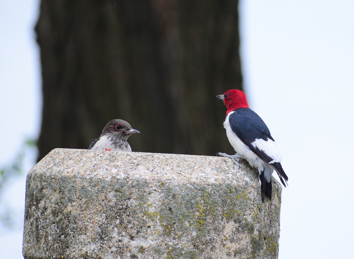 Red-headed Woodpecker - Matt Hall