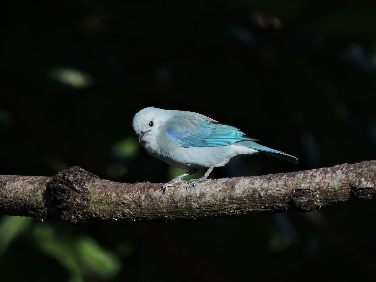 Blue-gray Tanager - ML175000511