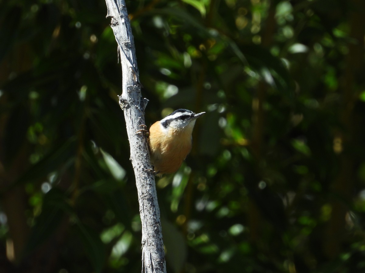 Red-breasted Nuthatch - ML175002301