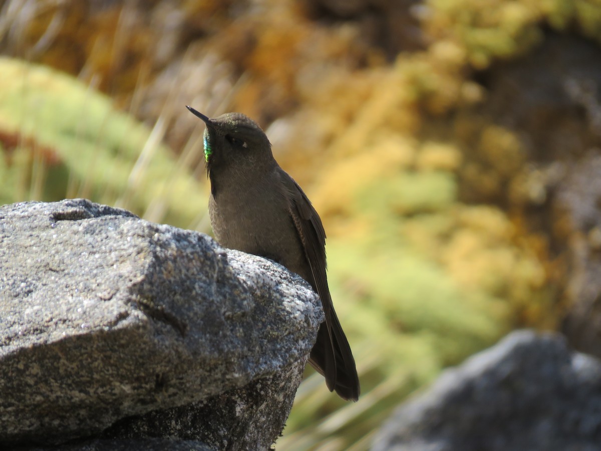 Olivaceous Thornbill - ML175004741