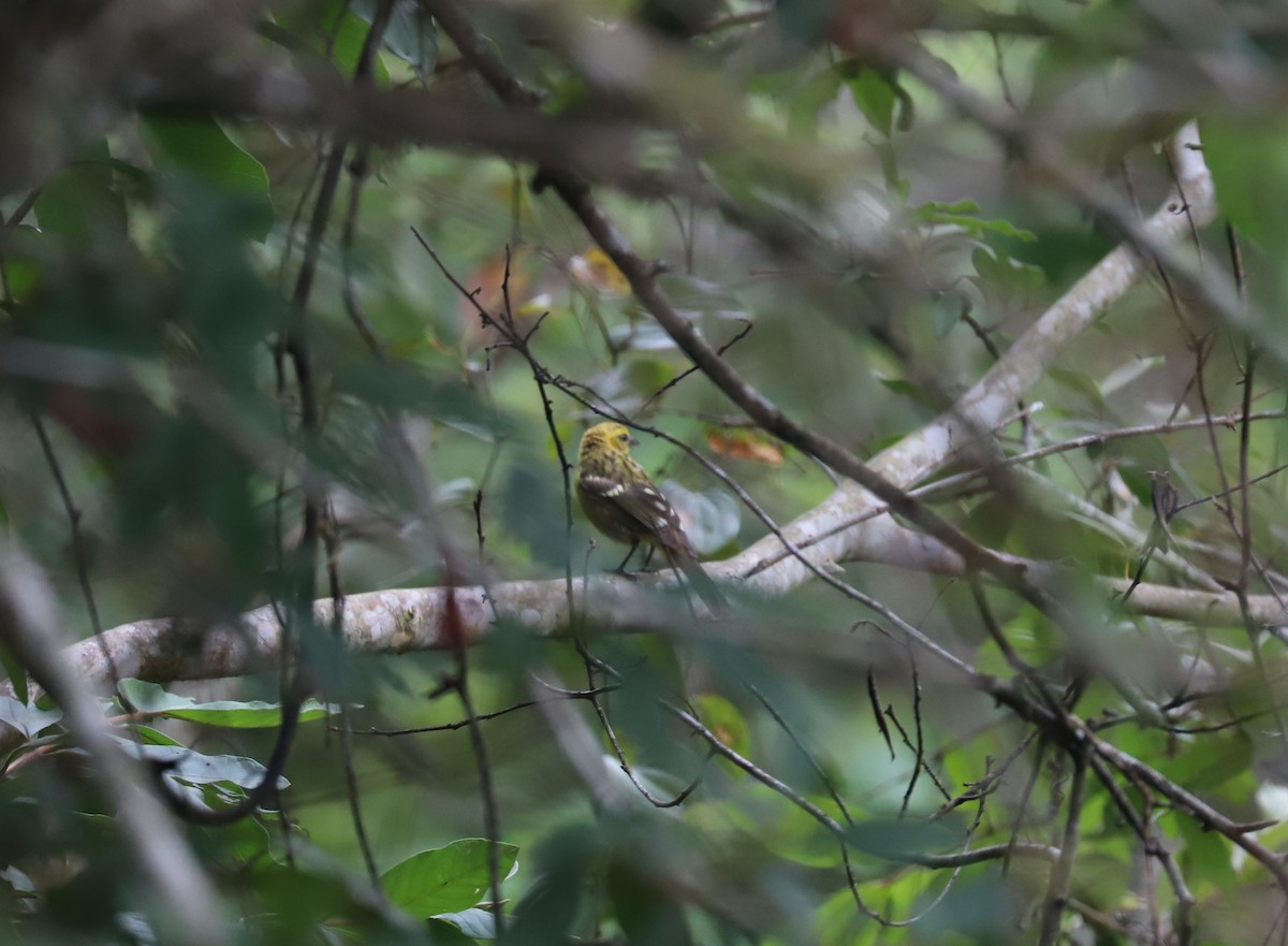 Flame-colored Tanager - ML175005761