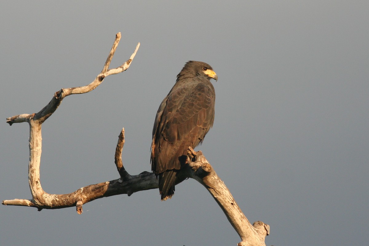 Common Black Hawk - george parker