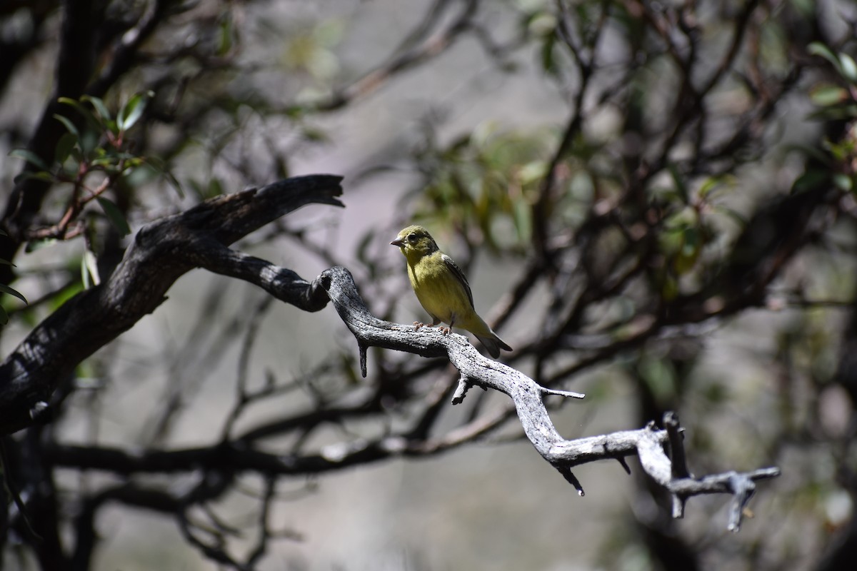 Lesser Goldfinch - Sydney Gerig