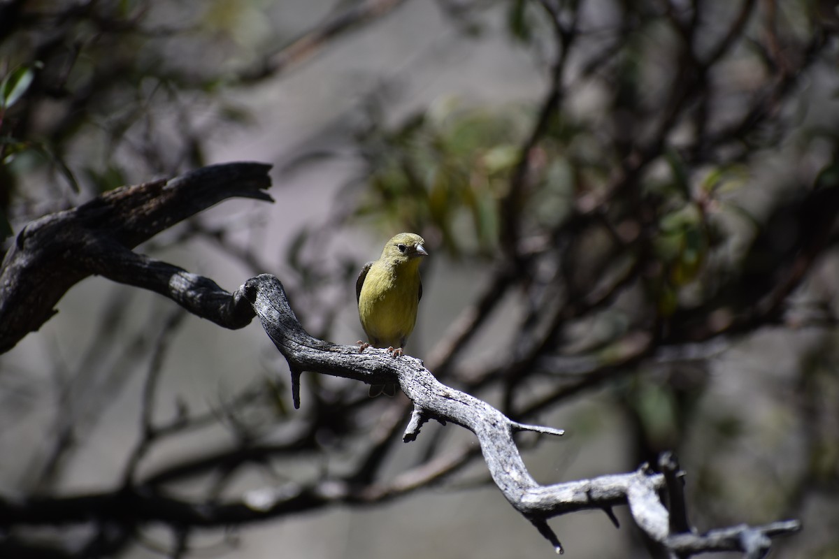 Lesser Goldfinch - Sydney Gerig