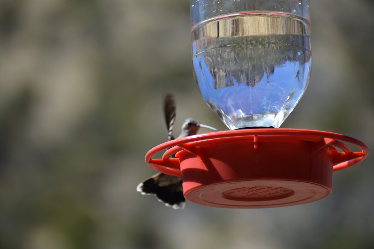 hummingbird sp. - Sydney Gerig