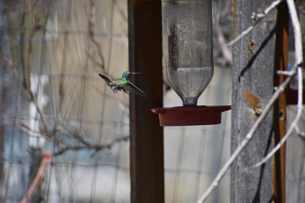Broad-billed Hummingbird - Sydney Gerig