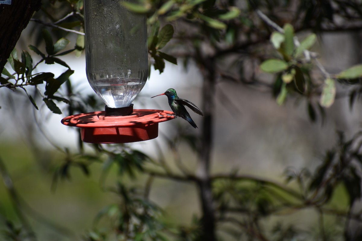 Broad-billed Hummingbird - ML175009061