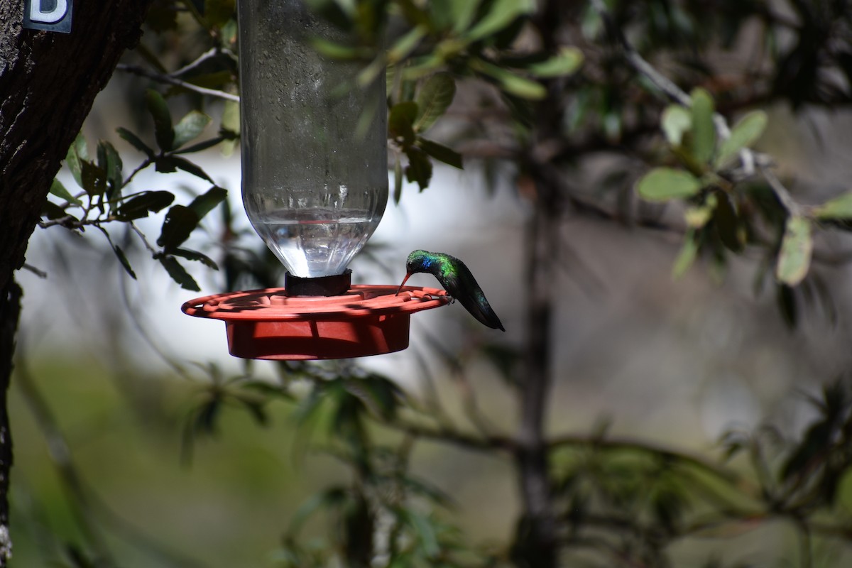 Broad-billed Hummingbird - ML175009071