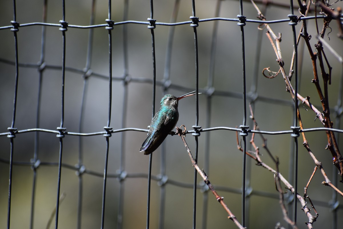 Broad-billed Hummingbird - ML175009271