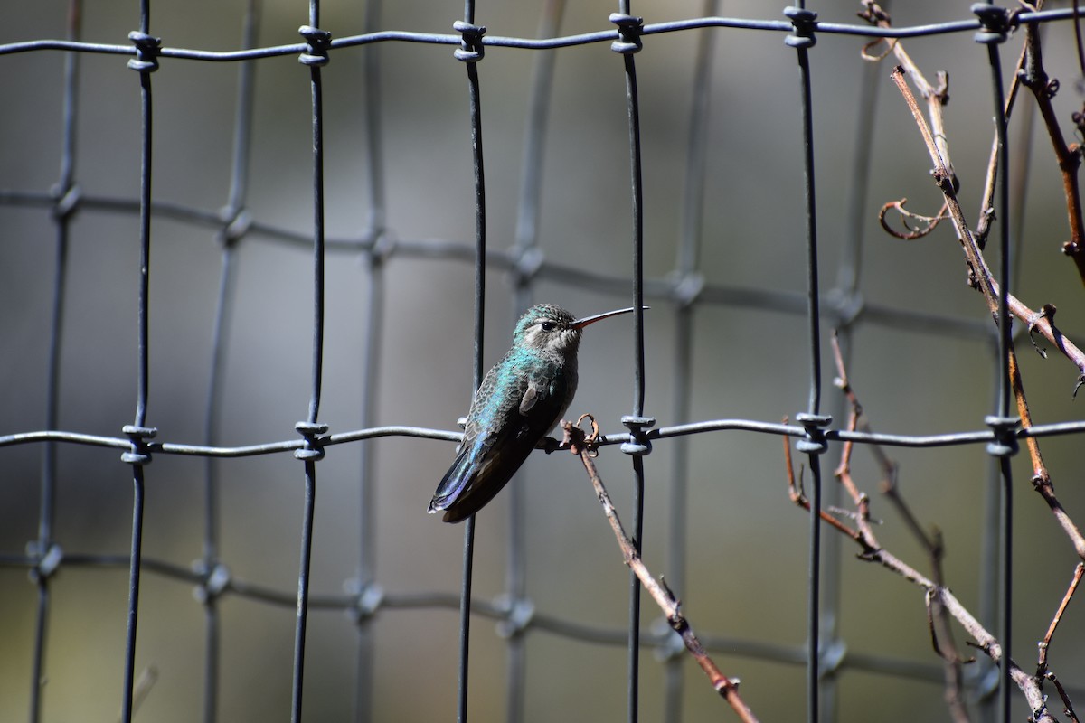 Broad-billed Hummingbird - Sydney Gerig