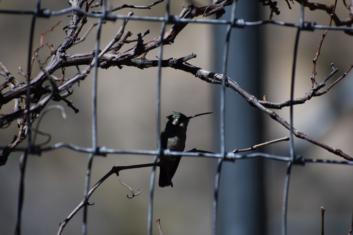 Broad-billed Hummingbird - ML175009341