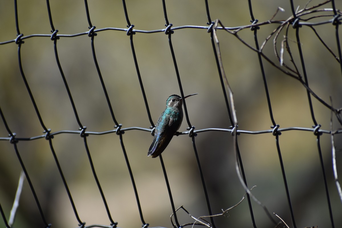 Broad-billed Hummingbird - ML175009351