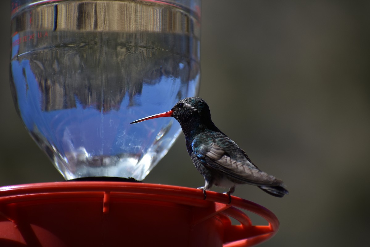 Broad-billed Hummingbird - ML175009361