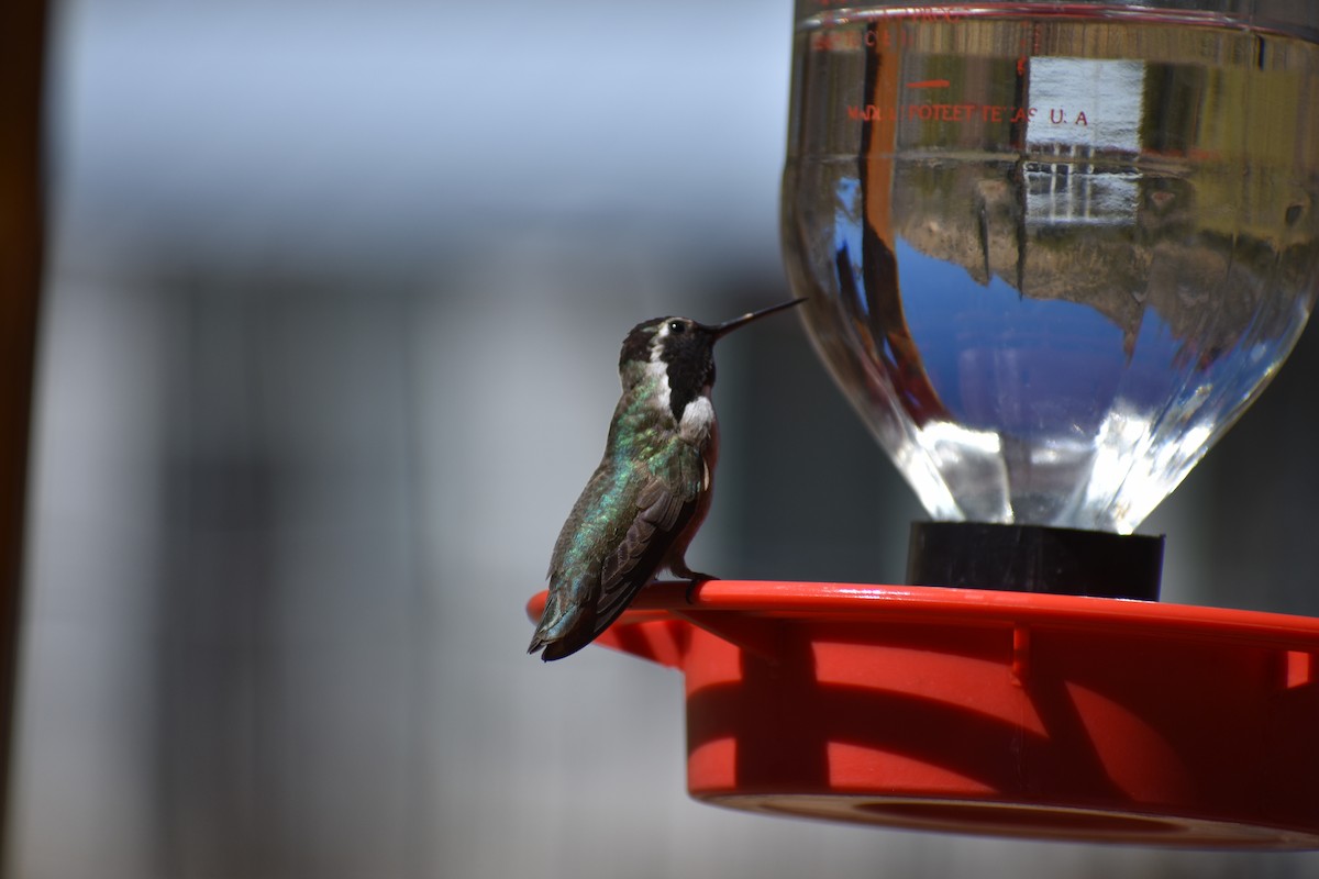 Costa's Hummingbird - ML175009441