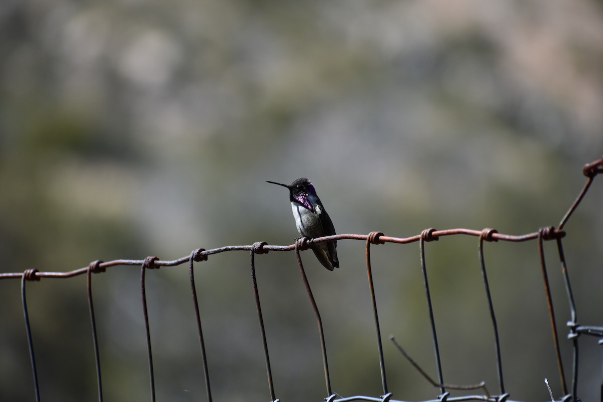 Costa's Hummingbird - ML175009471