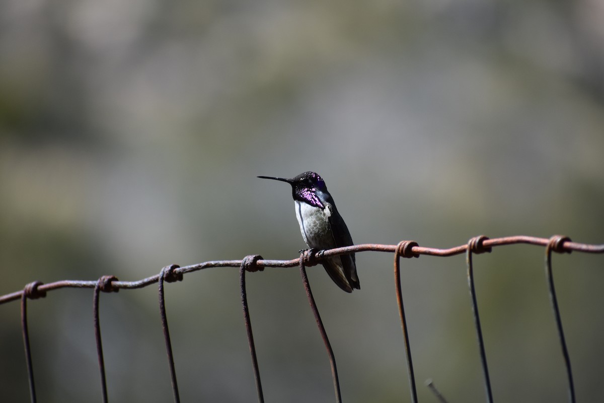 Costa's Hummingbird - ML175009481