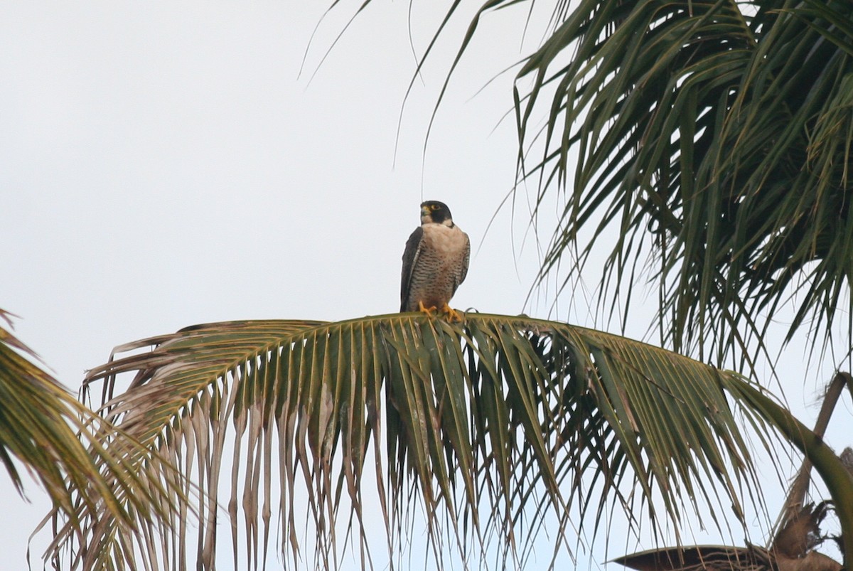 Peregrine Falcon - george parker